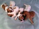 Cavachon Breeder with Puppies for sale just a short distance from Illinois, Wisconsin and Minnesota.